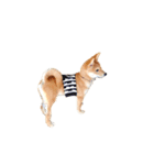 柴犬のげん（個別スタンプ：9）