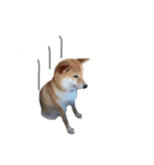 柴犬のげん（個別スタンプ：10）