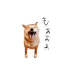 柴犬のげん（個別スタンプ：11）