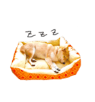 柴犬のげん（個別スタンプ：12）