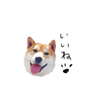 柴犬のげん（個別スタンプ：13）