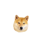 柴犬のげん（個別スタンプ：14）