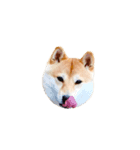 柴犬のげん（個別スタンプ：15）
