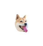 柴犬のげん（個別スタンプ：16）