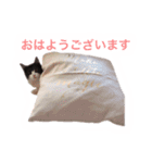 子猫メルのゆる敬語（個別スタンプ：1）