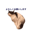 子猫メルのゆる敬語（個別スタンプ：4）