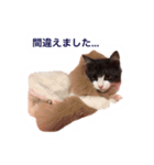 子猫メルのゆる敬語（個別スタンプ：9）