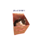 子猫メルのゆる敬語（個別スタンプ：10）