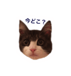 子猫メルのゆる敬語（個別スタンプ：23）