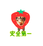 Friends of Koro and Koharu（個別スタンプ：3）