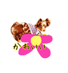 Friends of Koro and Koharu（個別スタンプ：4）