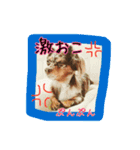 Friends of Koro and Koharu（個別スタンプ：12）