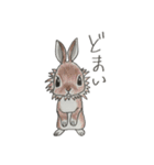 せりーな らびっと（個別スタンプ：32）