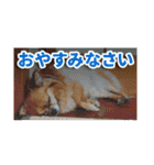 熱海の人気チワワ"イチ"くん第二弾（個別スタンプ：1）