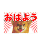 熱海の人気チワワ"イチ"くん第二弾（個別スタンプ：2）