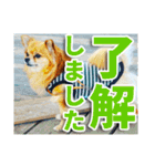 熱海の人気チワワ"イチ"くん第二弾（個別スタンプ：3）