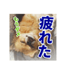熱海の人気チワワ"イチ"くん第二弾（個別スタンプ：7）