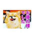 熱海の人気チワワ"イチ"くん第二弾（個別スタンプ：8）