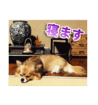 熱海の人気チワワ"イチ"くん第二弾（個別スタンプ：9）