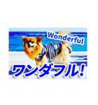 熱海の人気チワワ"イチ"くん第二弾（個別スタンプ：11）