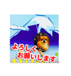 熱海の人気チワワ"イチ"くん第二弾（個別スタンプ：12）
