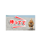 熱海の人気チワワ"イチ"くん第二弾（個別スタンプ：13）