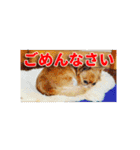 熱海の人気チワワ"イチ"くん第二弾（個別スタンプ：14）