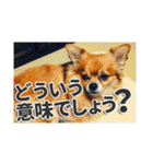 熱海の人気チワワ"イチ"くん第二弾（個別スタンプ：16）