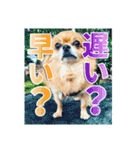 熱海の人気チワワ"イチ"くん第二弾（個別スタンプ：17）