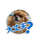 熱海の人気チワワ"イチ"くん第二弾（個別スタンプ：19）
