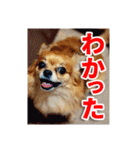 熱海の人気チワワ"イチ"くん第二弾（個別スタンプ：20）