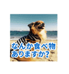 熱海の人気チワワ"イチ"くん第二弾（個別スタンプ：21）