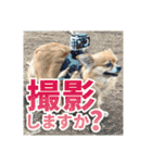 熱海の人気チワワ"イチ"くん第二弾（個別スタンプ：22）