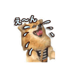 熱海の人気チワワ"イチ"くん第二弾（個別スタンプ：23）