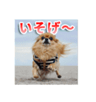 熱海の人気チワワ"イチ"くん第二弾（個別スタンプ：24）