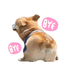Corgi Dog stickers（個別スタンプ：3）