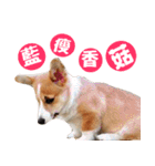 Corgi Dog stickers（個別スタンプ：4）