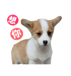 Corgi Dog stickers（個別スタンプ：7）