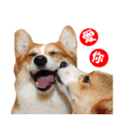 Corgi Dog stickers（個別スタンプ：11）