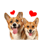 Corgi Dog stickers（個別スタンプ：12）