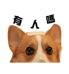 Corgi Dog stickers（個別スタンプ：15）