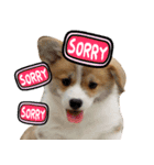 Corgi Dog stickers（個別スタンプ：17）