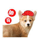 Corgi Dog stickers（個別スタンプ：19）
