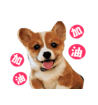 Corgi Dog stickers（個別スタンプ：21）