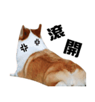 Corgi Dog stickers（個別スタンプ：22）