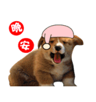 Corgi Dog stickers（個別スタンプ：23）