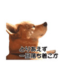 柴犬あーちゃんの「なんでやねん」（個別スタンプ：18）