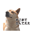 柴犬あーちゃんの「なんでやねん」（個別スタンプ：24）