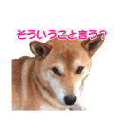 柴犬あーちゃんの「なんでやねん」（個別スタンプ：28）