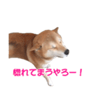 柴犬あーちゃんの「なんでやねん」（個別スタンプ：33）